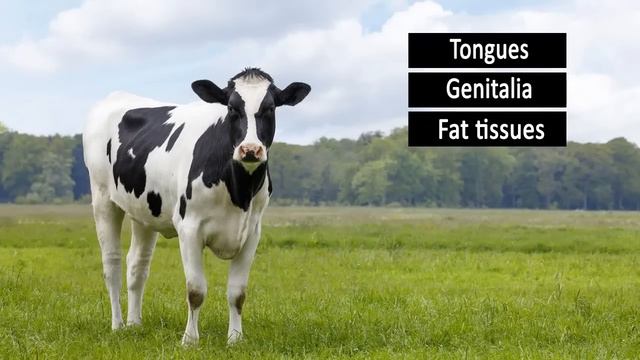 Cattle Mutilation: Who is responsible? смотреть онлайн