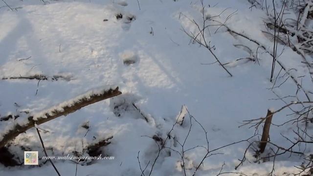 СУПЕР видеоОХОТА. ПЯТЬ ЛОСЕЙ!! Как выследить в лесу крупного зверя смотреть онлайн