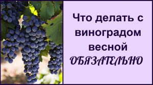 Виноград весной  обработка от болезней, обрезка, первое видео