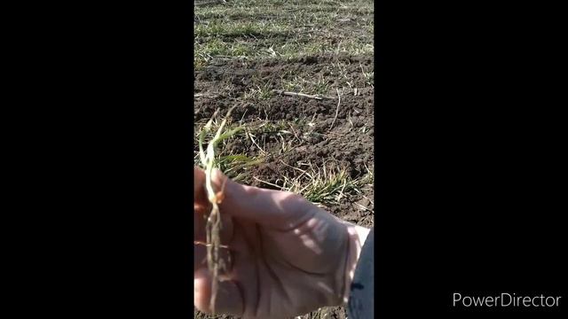 Боронование под посев ярового ячменя. Закрытие влаги. Эксперимент. Результат. смотреть онлайн