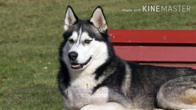 Хаски: Описание смотреть онлайн