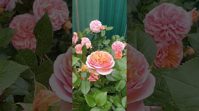 Роза Chippendale (Чипендейл)