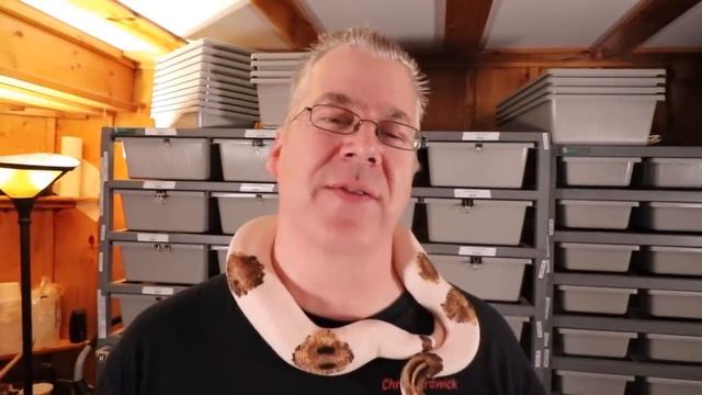 How to thaw and feed frozen rodents смотреть онлайн