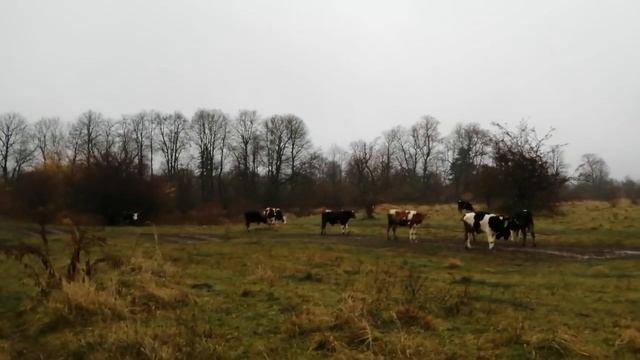 ДОИЛА ВСЕГО 4 КОРОВЫ,ВРОДЕ И НЕ РАБОТАЛА!НОВОСТИ:СУБСИДИИ,ЛПХ,ПОДДЕРЖКА,ЛЕГАЛИЗАЦИЯ-ОБО ВСЕМ ЧЕСТНО смотреть онлайн