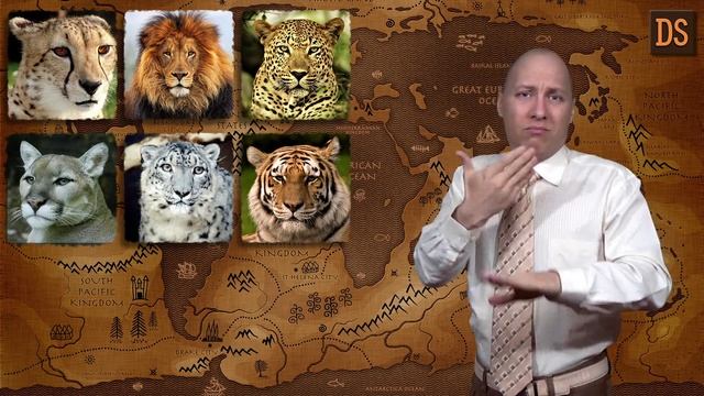 Почему кошки мурлыкают? РЖЯ смотреть онлайн