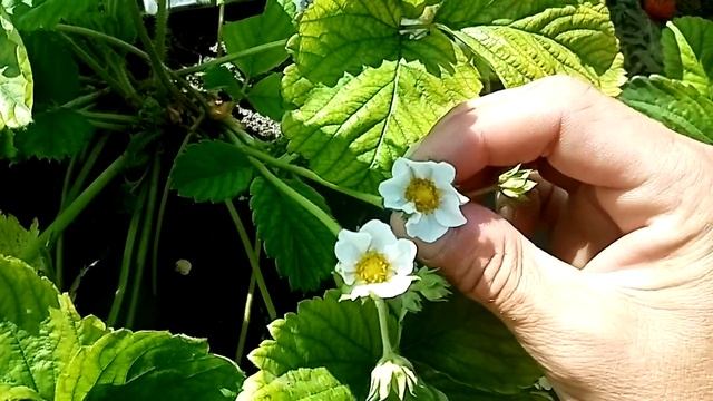 Почему сохнет и мельчает ягода клубники. смотреть онлайн