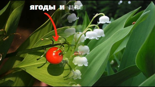 Russian podcast intermediate / Riddles of spring flowers. / Загадки весенних цветов смотреть онлайн