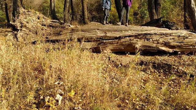 НАША ПОЕЗДКА НА РЕКУ ДЁМА смотреть онлайн