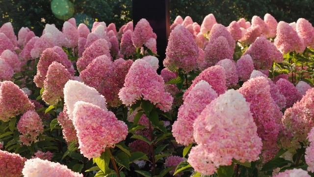 Hydrangea paniculata Living Pink & Rose смотреть онлайн