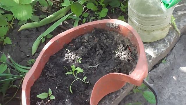 Гвоздики пошли в рост. смотреть онлайн