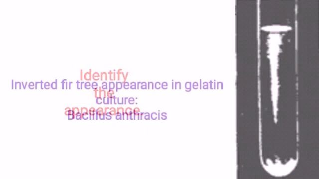 Bacteriology images смотреть онлайн