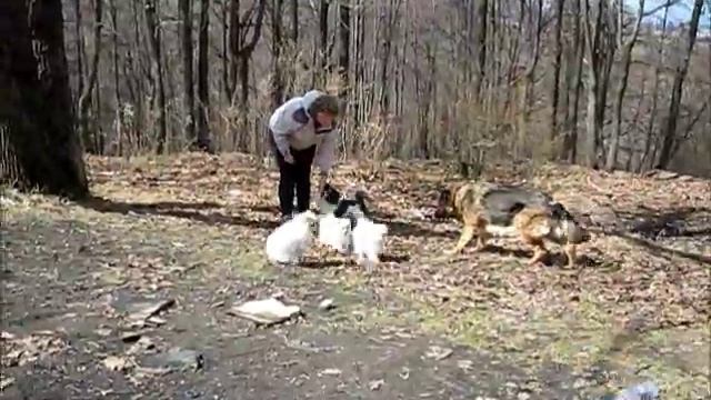 щенки немецкого шпица р. 30.01.2018 смотреть онлайн