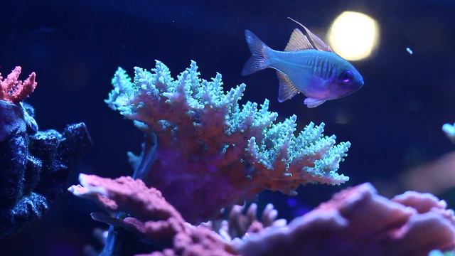 Ocean Blue Aquarium - SPS Rimless 90 Gallon Display Tank Year 1 смотреть онлайн