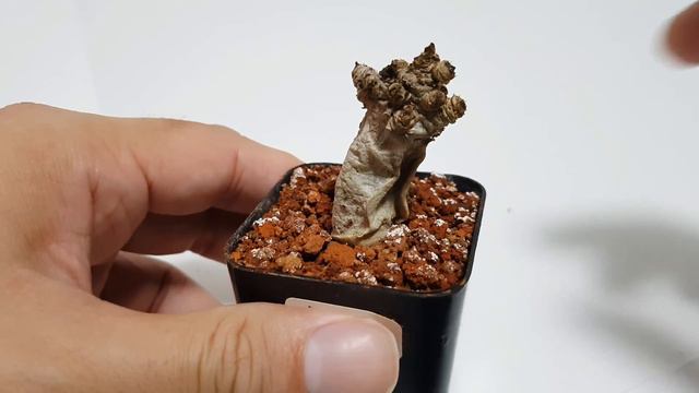 Dorset Horn Adenium Rot смотреть онлайн