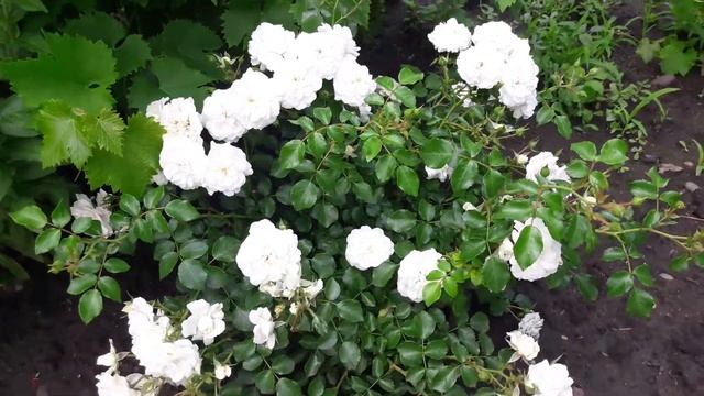 Роза Кастельрутер Шпатцен (Kastelruther Spatzen) в Ставропольском крае. Обзор сорта. смотреть онлайн