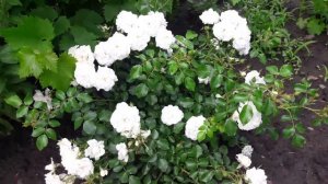 Роза Кастельрутер Шпатцен (Kastelruther Spatzen) в Ставропольском крае. Обзор сорта.