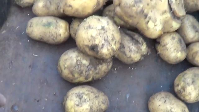 Лучший сорт картошки !!! смотреть онлайн