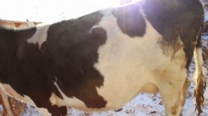 тест на стельность коровы