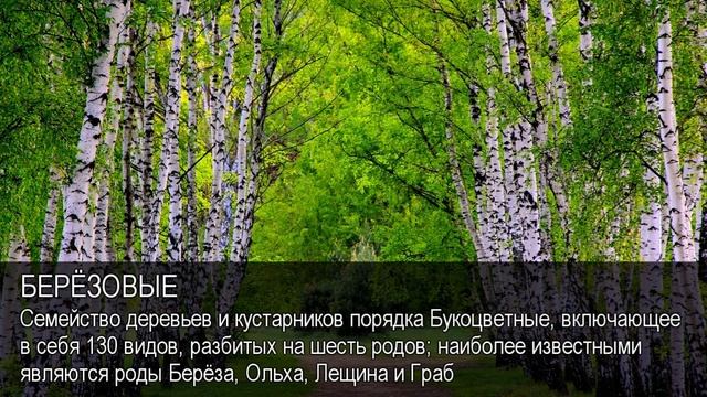 Берёзовые. Толковый Видеословарь русского языка