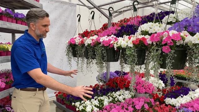 NEW E3 Easy Wave Spreading Petunia смотреть онлайн