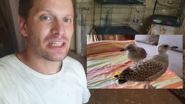 ЖАРА. Чайки охлаждаются в ванной