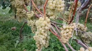 Виноград Цитронный Магарача, технический сорт.