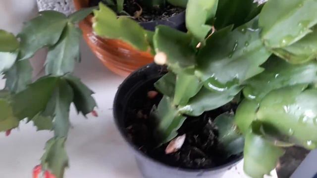 Dicas de como cuidar da sua flor de Maio. смотреть онлайн