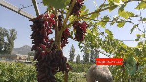 Виноград кишмиш Хеллоуин