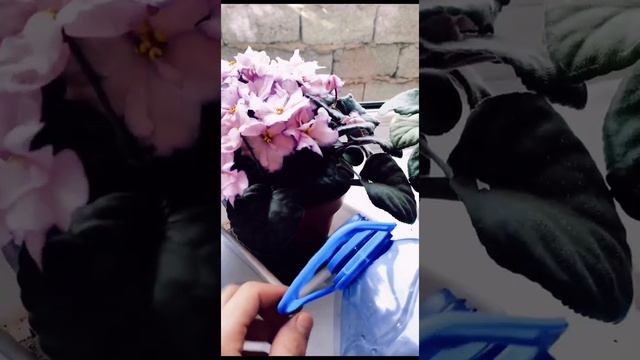 фиалка гулін көбейту жолы . фиалка размножение листом смотреть онлайн