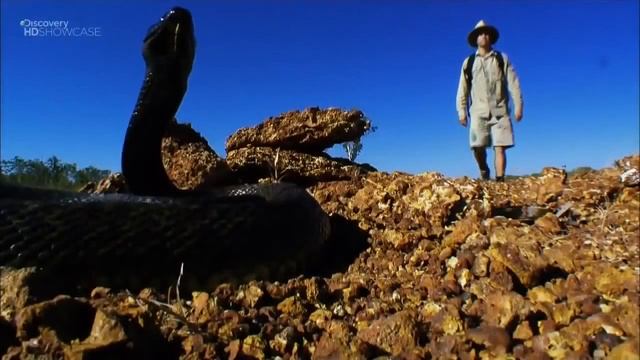 Яд Самые страшные убийцы Австралии, Тупорылые Акулы кто из них самая жутко опасна смотреть онлайн