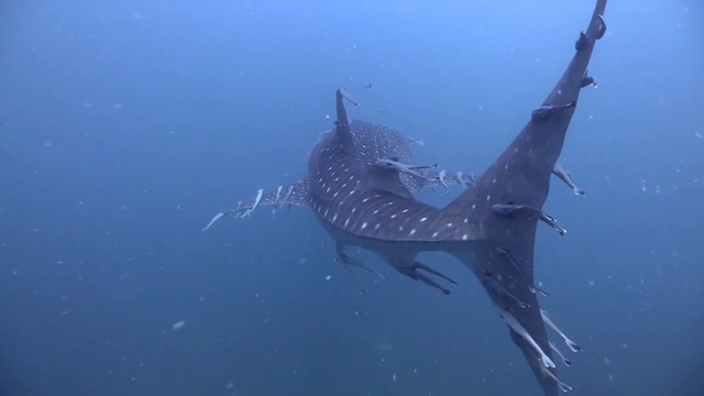 Китовая акула и рыбы прилипалы смотреть онлайн