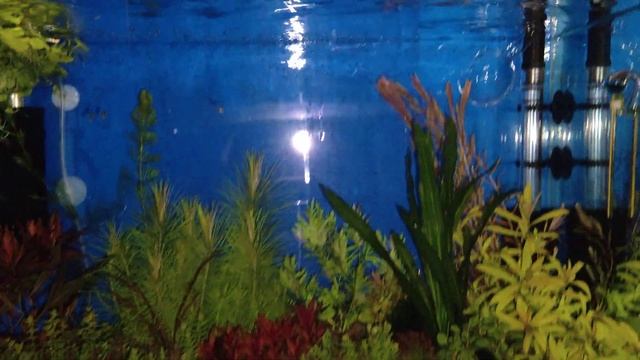 ночная фаза аквариума смотреть онлайн