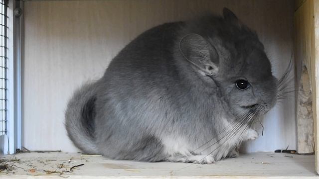 Шиншиллы в дикой природе и дома смотреть онлайн