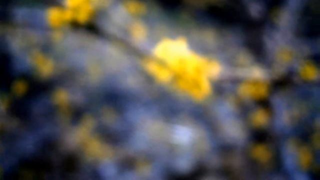 Весна.Как цветет кизил . смотреть онлайн