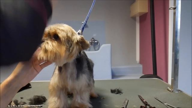 Grooming Guide - Yorkshire Terier Head Grooming #37