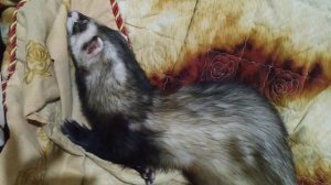 Стоит ли заводить хорька. Мои впечатления)