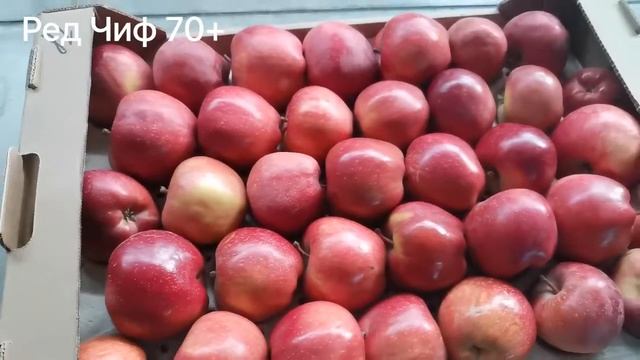 Ред Чиф 70+ первый сорт. Яблоки Оптом Краснодар. РостАгроЭкспорт смотреть онлайн