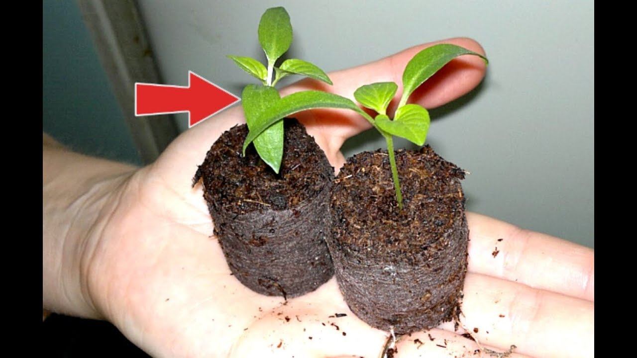 Этот способ даст вам мощнейшую рассаду перца! Как посадить перец в торфяные таблетки? смотреть онлайн