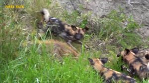 Гиеновидные Дикие Собаки в Деле / Дикие Собаки Против Льва, Гиены, Буйвола