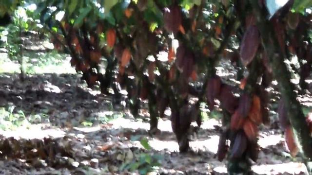 Parcela demostrativa de cacao 3000 kg/Ha смотреть онлайн