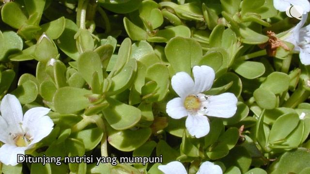 BACOPA MONNIERI, TANAMAN AQUASCAPE MUDAH DITANAM