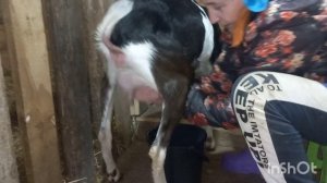 Сколько коза ламанча дает молока.Без раздоя! Месяц после окота.