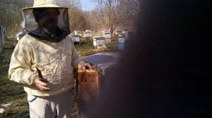 Пасека Лаврова. Развитие пчелосемей на узко-высокую рамку.