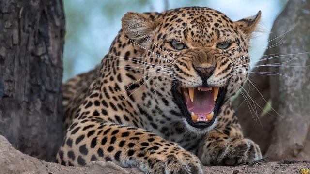 ЛЕОПАРД ИЛИ ЛЕВ КТО ПОБЕДИТ? КТО СИЛЬНЕЕ?