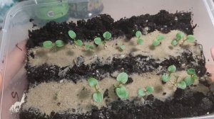 Всходы виолы 2022. Уход за рассадой виолы