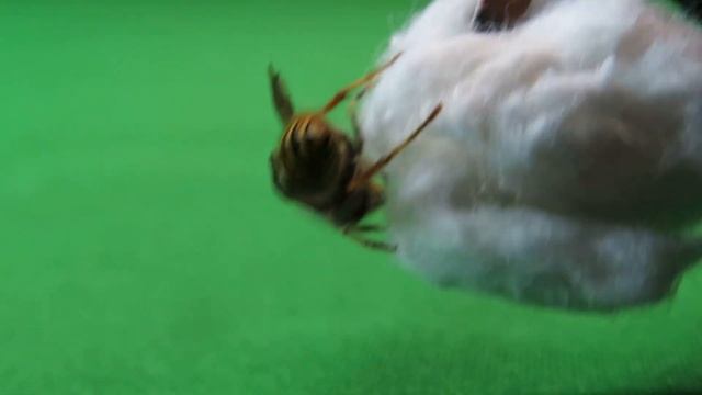 КАК СОДЕРЖАТЬ МАТКУ ОС ДОМА?#муравьинаяферма #муравьи #обзор #natureTB #насекомые #осы