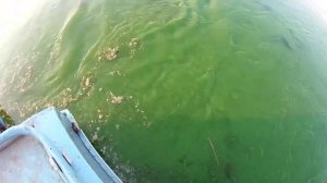 Ловля леща на кольцо. Прикормка.