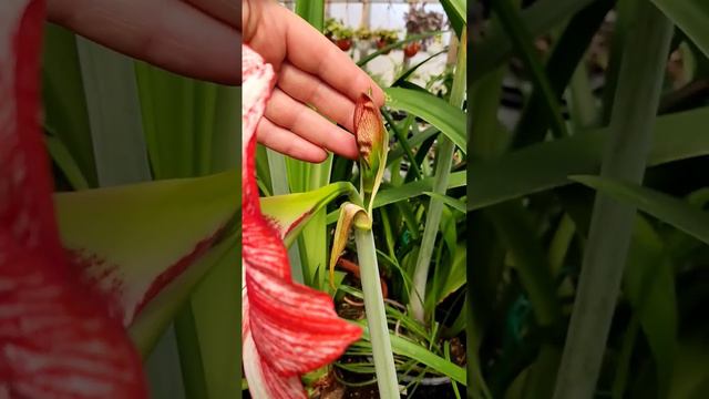 H. Showmaster. смотреть онлайн