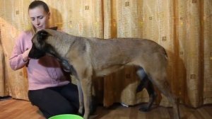 Как правильно мыть лапы после прогулки собаке: советы  профи