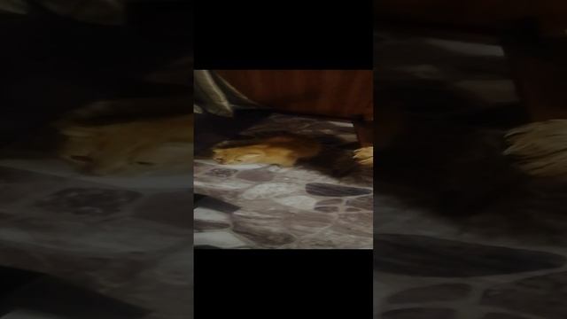 Мой любимый котик